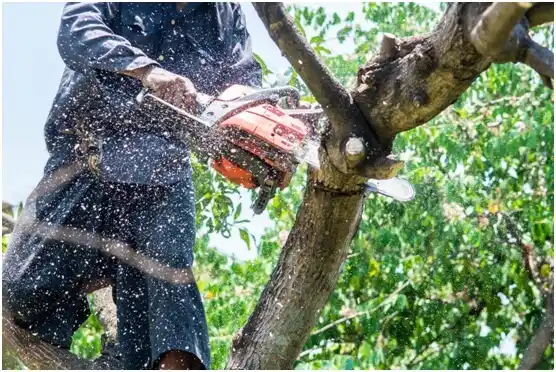 tree services Quakertown